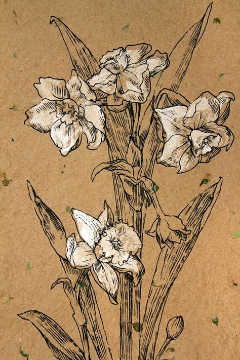 Line Drawing Floral, White Narcissus, Narcissus Flowers, Black Ink Drawing, Drawing Floral, Real Leaves, 3d Drawings, Plant Drawing, Toned Paper