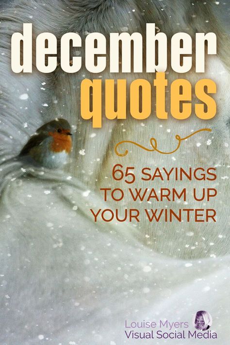 red-breasted robin in snow scene with words, december quotes, 65 sayings to warm up your winter. December Love Quotes, Quotes About December, December 1st Quotes, Christmas Season Quotes, Quotes Weather, Winter Season Quotes, Welcome December Quotes, Quotes December, Social Media Funny