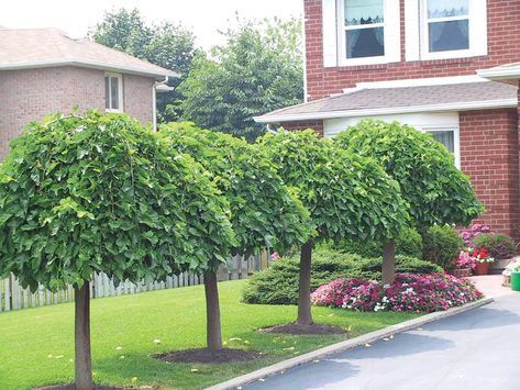 Weeping Mulberry Fruitless - Sheridan Nurseries Weeping Mulberry Tree, Front Yard Tree Landscaping, Weeping Trees, Evergreen Landscape, Mailbox Landscaping, Trees For Front Yard, Umbrella Tree, Easy Landscaping, Mulberry Tree