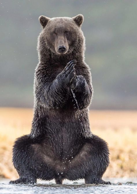 Giant grizzly bear stands out as it practices some yoga in Alaska. Beruang Grizzly, Excited Animals, Animal Quiz, Wild Animals Photography, Animal Printables, Yoga Positions, Animal Print Wallpaper, Pets Drawing, Bear Photos