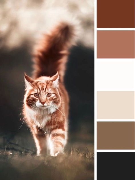 Animal Color Pallete, Cat Color Pallete, Animal Colour Palette, Cat Colour Palette, Warrior Color Palette, Calico Cat Color Palette, Animal Color Palette, Cartoon Color Palette, Cat Color Palette