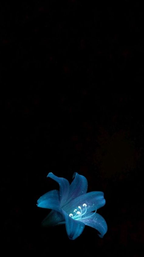 Blue, pretty, flower White Roses Background, Hibiscus Flower Wallpaper, Wallpaper Shuffle, Fragile Dreams, Flower Lockscreen, Roses Background, Flowers Black Background, Blue Hibiscus, Wallpaper Iphone Summer