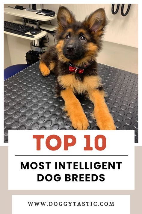 You’re probably curious about which dog breeds are the smartest.   Some breeds really stand out for their exceptional brainpower. The top dogs excelled at quickly learning commands and working intelligence.  So, what’s the benefit of choosing one of the smartest breeds? These clever canines are usually easier to train, adapt well to new situations, and can master complex tasks.  #dogs #dogbreeds Strong Dog Breeds, Athletic Dog Breeds, Low Shedding Dog Breeds, Dog Breeds For First Time Owners, Best Dog Breeds For First Time Owners, Smartest Dogs, Smartest Dog Breeds, Selective Breeding, Every Dog Breed