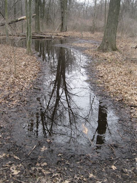 Muddy Aesthetic, Puddle Aesthetic, Mushroom Animation, Mud Aesthetic, Animatic Reference, Mud Puddle, Roman Candle, Misty Forest, Weird Dreams