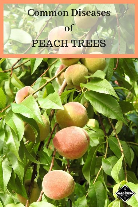 Learn the common diseases of peach trees and the steps you can take to prevent each one. Grow healthy peach trees with these fruit gardening tips. #gardeningchannel #gardening #growingpeaches Prune Peach Tree, Pruning Peach Trees, Peach Tree Care, Growing Peach Trees, Pioneer Living, Suburban Homestead, Plantarea Legumelor, Small Holding, Fruit Fast