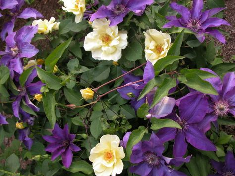 Clematis and Yellow Roses Growing Clematis, Rose Companion Plants, Clematis Jackmanii, Rose Garden Landscape, Autumn Clematis, Roses Only, Purple Clematis, Clematis Plants, Growing Together