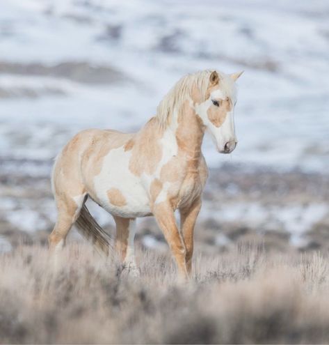 White Horse, Horses, Running, White