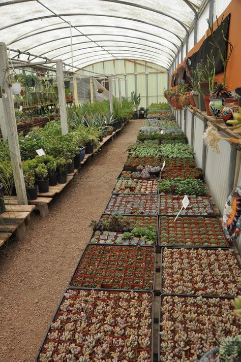 Home Plant Nursery, Plant Store Ideas, Plant Nursery Ideas, Plant Shop Ideas, Garden Center Displays, Nursery Plant, Plants Nursery, Nursery Plants, Diy Greenhouse Plans