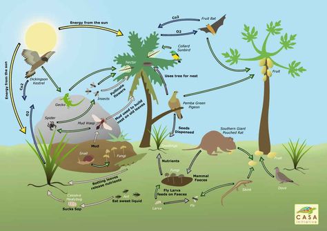 Bio-diversity web shoeing how nature is connected in one giant web and that effecting one could affect all. Ap Environmental Science, Alphabet Activities Kindergarten, Solar System Projects, Biological Diversity, Biodiversity Conservation, Human Geography, Natural Ecosystem, Food Web, Money Talks