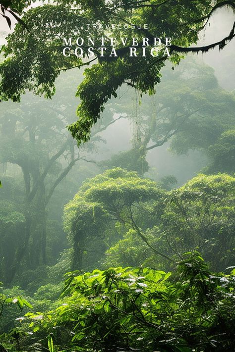 Monteverde Costa Rica Forest, Costa Rica Monteverde, Aesthetic Costa Rica, Jungle Spa, Costa Rica Jungle, Cloud Forest Costa Rica, Costa Rica Aesthetic, Costa Rica Photography, Monteverde Cloud Forest