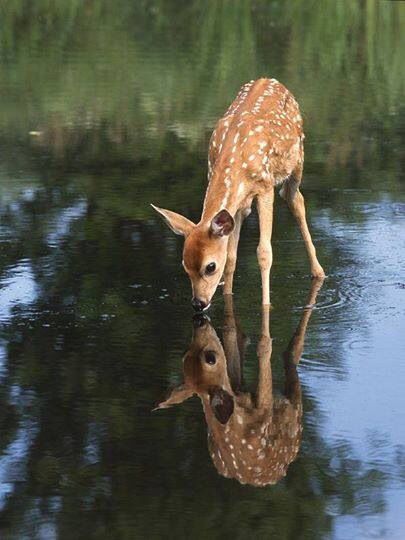 Deer in creek Regnul Animal, Mule Deer, Manx, Airbrush Art, A Pond, 웃긴 사진, Baby Deer, Woodland Creatures, Sweet Animals