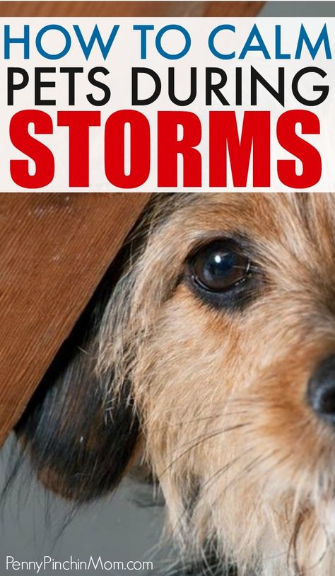 Fireworks and thunderstorms can strike fear in dogs.  Find out how you can keep your pet relaxes during these events that they hate the most.  july 4th tips | fireworks  | pet hacks | life hacks | life tips | parent tips | pet ideas | pet care | calming your pet  #pets #petparent #petsafety #calmpets #doglove Big Dog House, Big Dog Toys, Dog Life Hacks, Tiny Dog Breeds, Dog Organization, Dog Grooming Shop, Parent Tips, Dog House Diy, Frugal Living Ideas