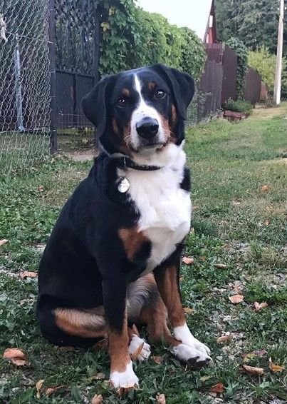 14 Main Characteristics Of The Appenzeller Sennenhund | PetPress Appenzeller Dog, Dog Breeds Pictures, Every Dog Breed, All Breeds Of Dogs, Disabled Dog, Greater Swiss Mountain Dog, Swiss Mountain Dogs, Different Dogs