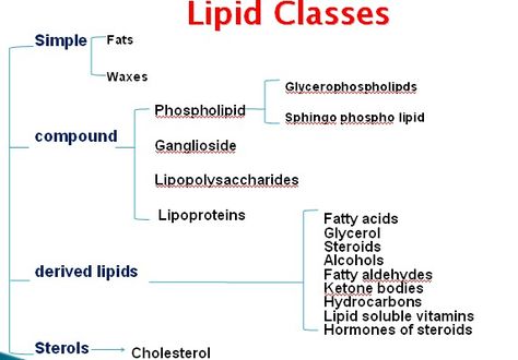 Lipids Notes, Lipids Notes Biology, Biomolecules Notes Chemistry Class 12, Biomolecules Class 12 Mind Map, Lipids Biochemistry Notes, Academic Notes, Bio Chemistry, Micro Biology, Lipids Biochemistry