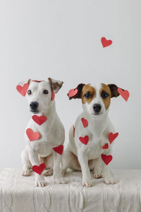 Animal Photoshoot, Valentine Photo Shoot, Puppy Photography, Dog Calendar, Dog Cover, Valentines Day Dog, Dog Best Friend, Dog Photoshoot, Puppy Photos