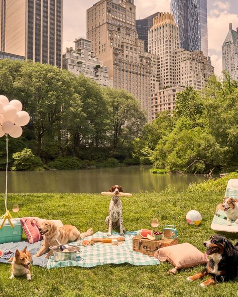 Picnic party 🥖☀️ #graymalin #centralpark #nyc #newyorkcity #germanshorthairedpointer #corgi #bernesemountaindog #goldenretriever #shepherd #picnic #fineart Central Park Picnic, Gray Malin, Beverly Hills Hotel, Framing Photography, Fine Art Photography Print, Picnic Party, Photography Prints Art, Natural Frame, Living Room Pictures