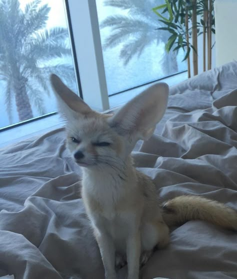 Fennec Fox Pet, Images Hello Kitty, Desert Fox, Flipagram Instagram, Cute Reptiles, Cute Small Animals, Fennec Fox, Pet Fox, Animals Cute