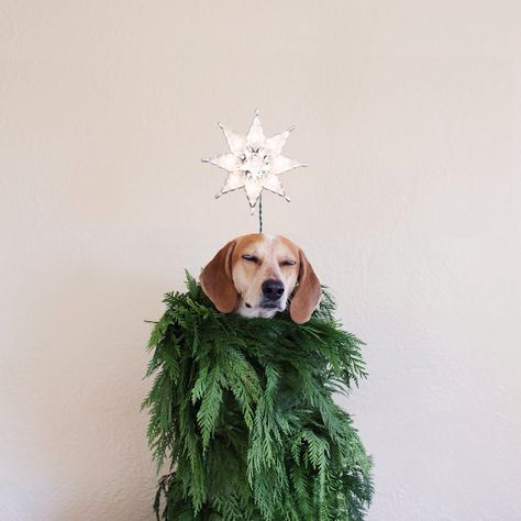 Maddie the Coonhound Standing on Things (Part 4) - My Modern Metropolis Theron Humphrey, Holiday Pet Photos, Photography Concepts, Puppy Fever, Winter Things, Merry Christmas Yall, Nut Cracker, Santa Paws, Pet Holiday