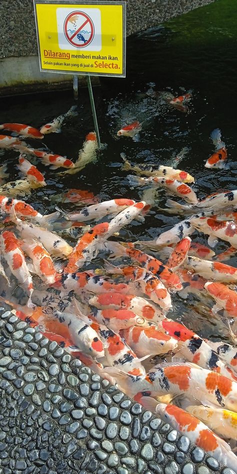 Aesthetic Fish Pond Fish Pond Aesthetic, Pond Aesthetic, Aesthetic Fish, Fish Pond, Fish