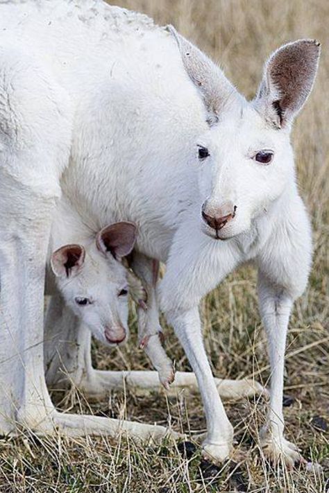 Canguritos Albino Kangaroo, Baby Joey, Kangaroo Baby, Albino Animals, Farms Living, Theme Color, Zoo Animals, In Nature, Animal Photography