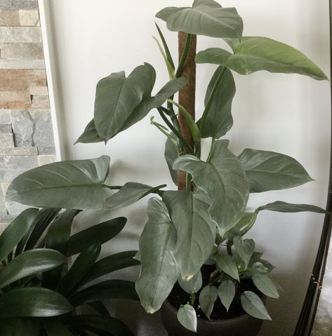 Philodendron Hastatum, Houseplants Low Light, Silver Plant, Moss Pole, Plant Goals, Apartment Plants, Blue Plants, Plants Are Friends, Hanging Plants Indoor