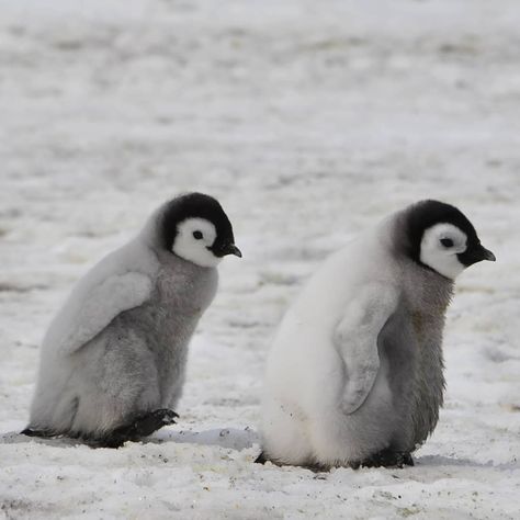 2 Penguins, Two Penguins, Cutest Animals On Earth, Penguin Pictures, Animal Movement, Kawaii Penguin, Penguin Art, Emperor Penguin, Coran Islam