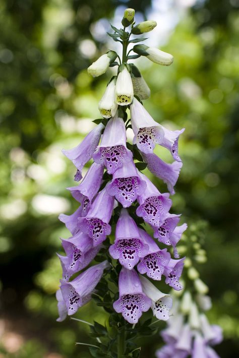 Purple Snapdragons | cheers jerry http www biggreeneggsperience com Purple Snapdragon, Foxglove Flower, Foxglove Flowers, Plant Reference, Flower References, Snapdragon Flowers, Mum Flower, Mums Flowers, Garden Aesthetic