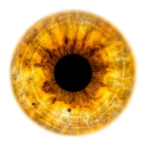 Window to the Soul #121 Yellow Iris Eye, Yellow Eyes Aesthetic, Seraphic Sins, Iris Eye, Window To The Soul, Yellow Iris, Windows To The Soul, Eyes Aesthetic, Eye Texture