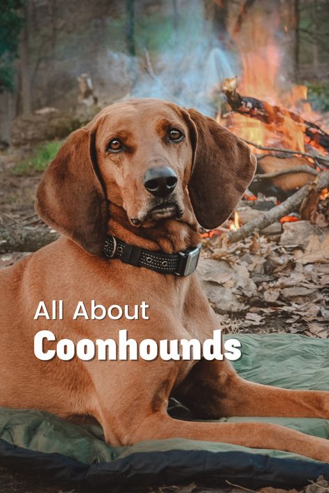 Coonhounds are one of the few breeds that remain whose heritage is only surface deep. This means that they’ve not been bred for pets as much as most other breeds. So, pretty much every coonhound is a hunter. And worse? Read more on the blog! Red Tick Coonhound, Coonhound Puppy, English Coonhound, Hound Dog Breeds, Redbone Coonhound, Super Cute Puppies, Teacup Puppies, Hound Dog, Family Dogs