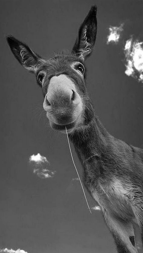 Regard Animal, A Donkey, Sweet Animals, White Photo, Animal Planet, Animal Photo, Funny Art, 귀여운 동물, Animals Friends