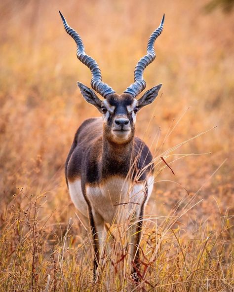 93.9 mil curtidas, 356 comentários - BBC Earth (@bbcearth) no Instagram: “Boop that snoot! 👃⁣ ⁣ #EarthCapture by @bikash_baid ⁣ ⁣ Blackbucks are moderately-sized antelope,…” Bbc Earth, Car Poses, Wild And Free, South African, Animal Crossing, Animals Wild, Bbc, Beautiful Nature, Animal Art