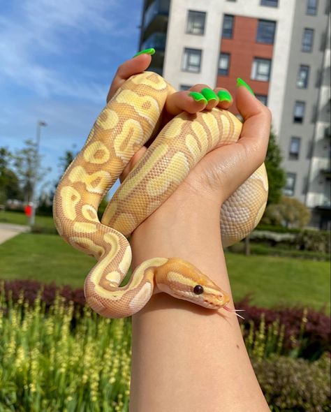 Instagram: @bp_amari Morph: Banana Enchi Mojave Pastel Banana Ball Python, Cool Snakes, Pretty Snakes, Ball Python Morphs, Reptile Room, Snake Lovers, Cute Reptiles, Cute Snake, Python Snake