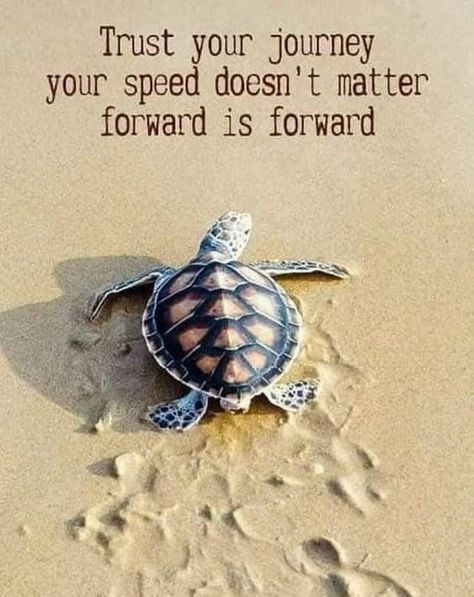 Turtle Quotes, Trust Your Journey, A Turtle, Lesson Quotes, Life Lesson Quotes, Quotable Quotes, Inspiring Quotes About Life, Encouragement Quotes, A Quote