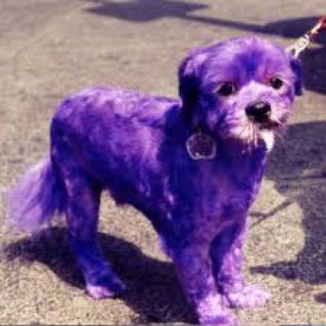 Purple Dog Purple Dog, Purple Animals, Poor Dog, Purple Gift, Purple Girls, Purple Reign, Bad Dog, Purple Love, All Things Purple