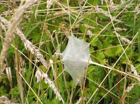 Nursery Spider Nest Spider Nest, Living With Nature, Arachnids, Written By, Geometry, Insects, Plant Leaves, Nursery, Fan Art