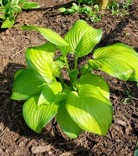 Abiqua Drinking Gourd Hosta, Hosta Guacamole, Rock Path, Wide Brim Hosta, Hosta Empress Wu, Hosta Elegans, Horticulture, My Happy Place, Guacamole