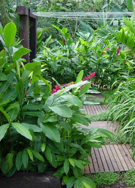 alpinia purpurata Small Tropical Gardens, Tropical Landscape Design, Bog Garden, Australian Garden, Garden Pond, Tropical Design, Tropical Rainforest, Tropical Landscaping, Backyard Patio Designs