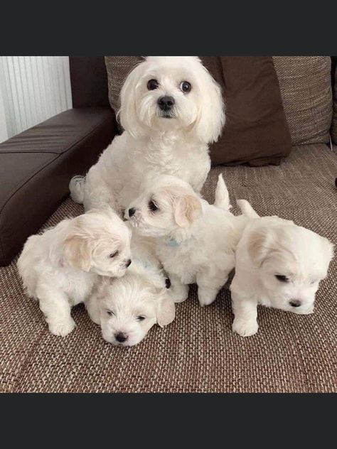 Maltese Breed, Maltese Puppies For Sale, Toy Dog Breeds, Maltese Puppies, Maltipoo Puppy, Maltese Puppy, Maltese Dogs, Teacup Puppies, Puppy Breeds