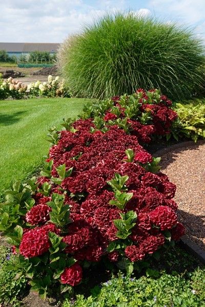 Hydrangea ‘Hortmagicri’ Everlasting Crimson PPAF - Garden Center Magazine Hydrangea Types, Volunteer Appreciation Party, Hydrangea Potted, Hydrangea Landscaping, Types Of Hydrangeas, Red Hydrangea, Hydrangea Garden, Volunteer Appreciation, Planting Hydrangeas