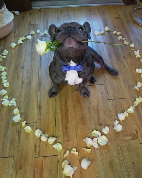 Cute Frenchie Puppies, Funny Frenchies, Cute Bulldog Puppies, Bulldog French, French Bulldog Funny, Cute Dogs Images, Bulldog Francese, Famous Dogs, Bulldog Funny