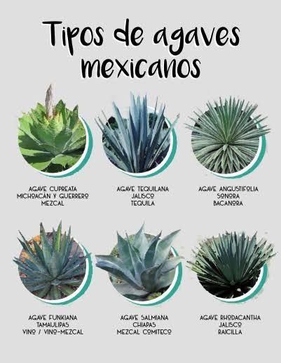 Mexican Agaves Agave Plant Landscaping, Mexican Plants, Tequila Agave, Tequila Tasting, Mexican Culture Art, Small Front Yard Landscaping, Garden Calendar, Agave Plant, Diy Backyard Landscaping