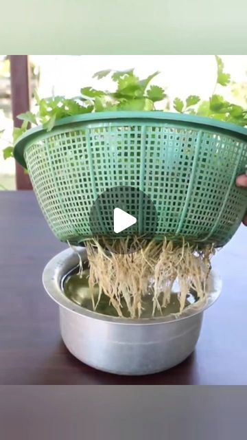 Fenugreek Plant, How To Grow Mint, Growing Coriander, How To Grow Bonsai, Garden Farming, Grow Mint, Growing Mint, Growing Ginger, Mint Plants