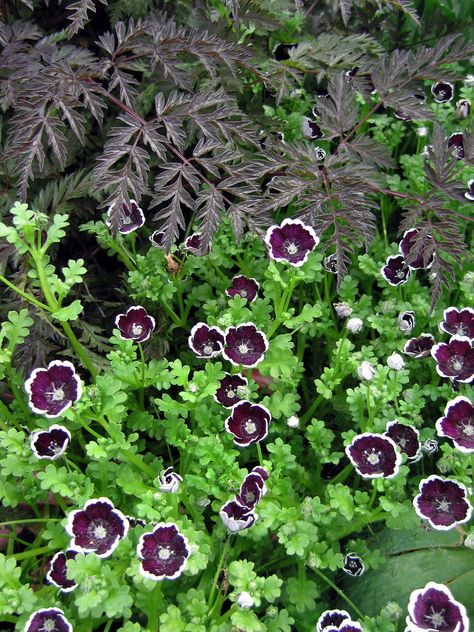 Nemophila Pennie Black & Anthriscus Raven's Wing Raven Wings, Spring Scenery, Gothic Garden, Cut Flower Garden, Night Garden, Flower Bed, Ravens, Cut Flowers, Flower Beds