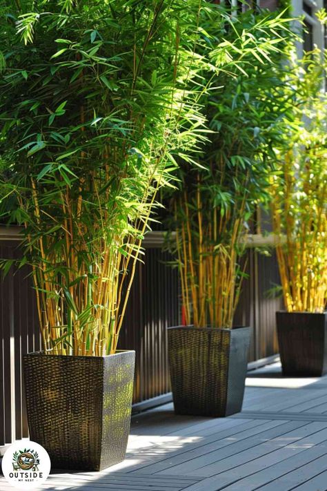 Privacy Plants In Pots, Potted Plants For Privacy, Bamboo In Containers, Portable Privacy Screen, Potted Bamboo, Building A Stone Wall, Porch Grill, Heat Tolerant Plants, Shrubs For Privacy