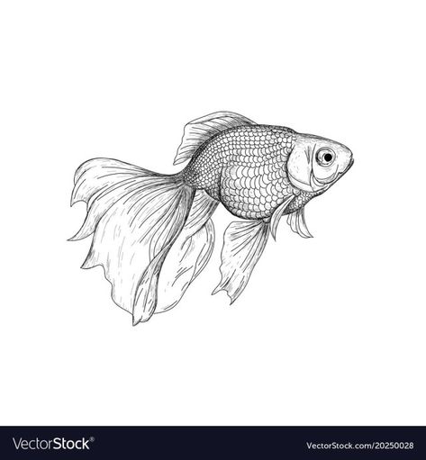 27+ Best Photo of Goldfish Coloring Page Goldfish Coloring Page Goldfish Drawing How To Draw A Coloring Page 16 Ayushseminarmaha #coloringpages #coloring Drawing Goldfish, Goldfish Illustration, Goldfish Drawing, Ink Line Art, Black Goldfish, Goldfish Tattoo, Fish Sketch, Goldfish Art, Fish Coloring Page