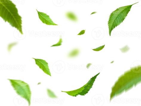 Green Floating Leaves Flying Leaves Green Leaf Dancing, Air Purifier Atmosphere Simple Main Picture Floating Leaves, Photoshop Backgrounds Free, Background Images Hd, Photoshop Backgrounds, Green Leaf, Tea Leaves, Image Hd, Air Purifier, Green Leaves