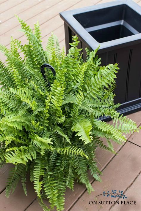 Fern Pots Planters, Potted Ferns Front Porches, Boston Fern Planter Ideas, Fern Planters Ideas Outdoor, Boston Ferns Outdoor Front Porches, Fern Container Ideas, Fern Front Porch, Front Porch Planters Entrance, Front Porch Flower Pots Entrance