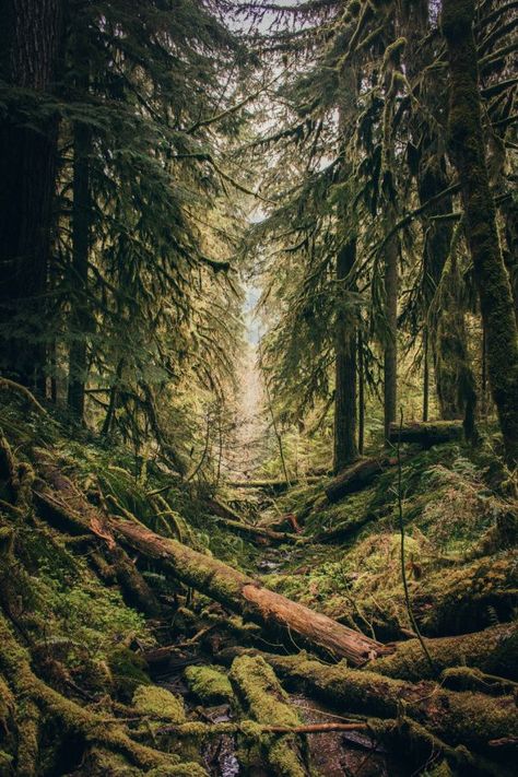 Goblincore Aesthetic, Moss Covered, Evergreen Forest, Forest Bathing, Forest Pictures, Conceptual Photography, Beautiful Forest, Green Trees, Oregon Coast