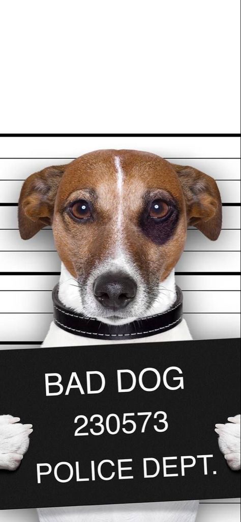 Police Dept, Bad Dog, Dogs