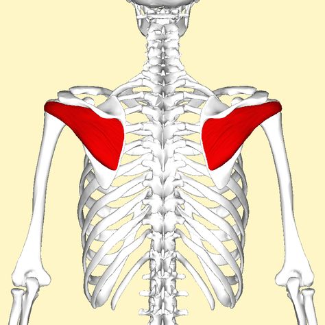 By Anatomography - en:Anatomography (setting page of this image), CC BY-SA 2.1 jp, https://commons.wikimedia.org/w/index.php?curid=22787453 Scapula Bone, Infraspinatus Muscle, Head Muscles, Shoulder Girdle, Rotator Cuff Tear, Shoulder Impingement, Latissimus Dorsi, Suspension Training, Trigger Point Therapy